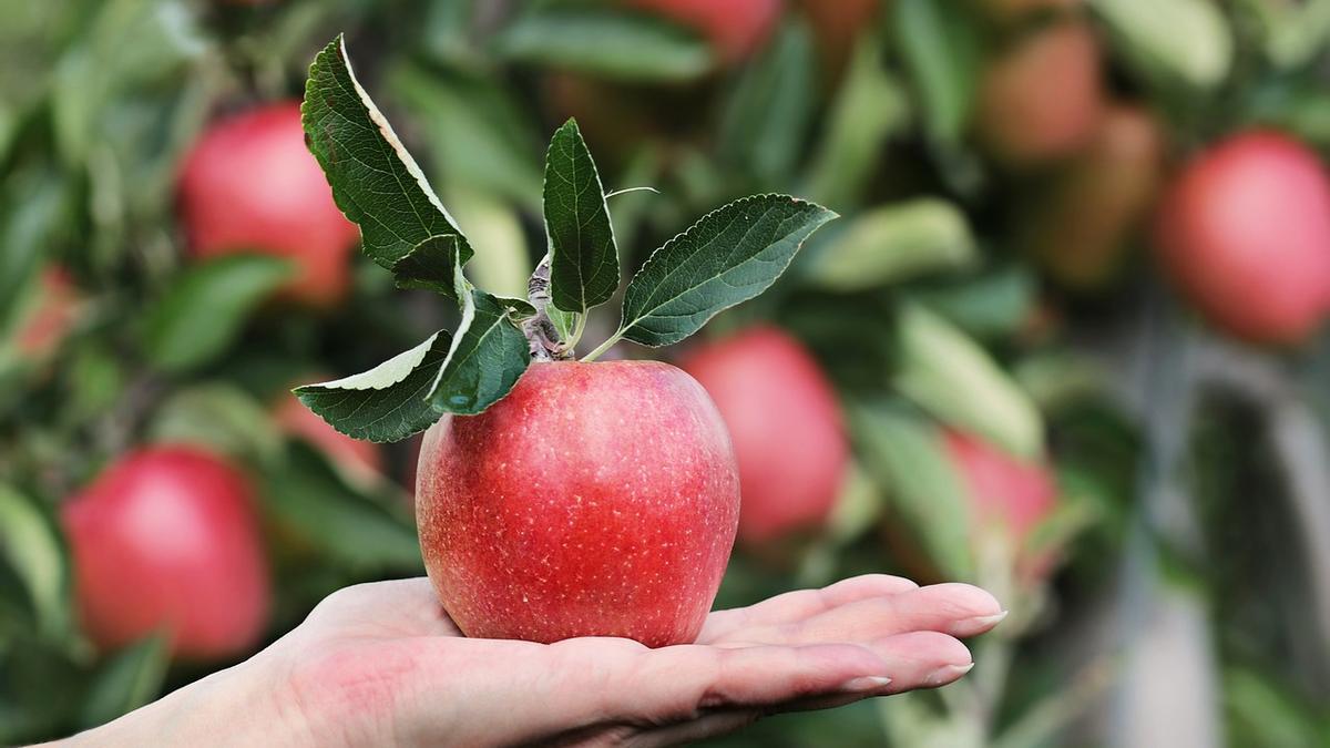 Estos son los beneficios de comer una manzana a diario.