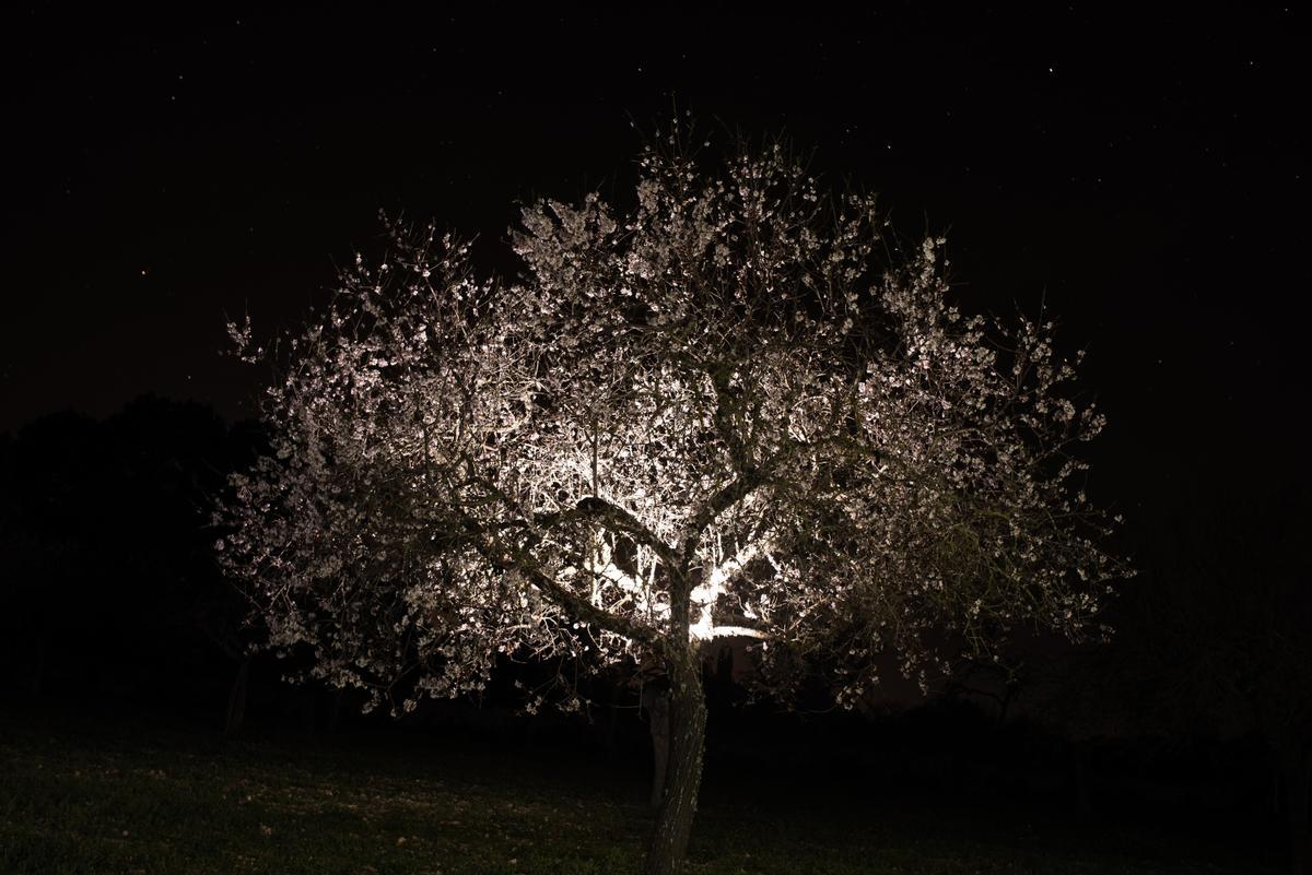 Weiße Pracht in dunkler Nacht: Gaizka Taro entdeckt den Zauber der Mandelblüte neu.