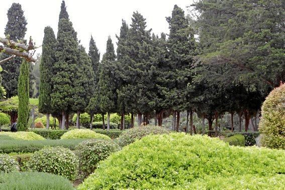 In den Jardines von Marivent: alte Bäume, organische Formschnitte und viel Grün. Ein botanischer Rundgang mit der Gartenarchitektin Erika Könn.