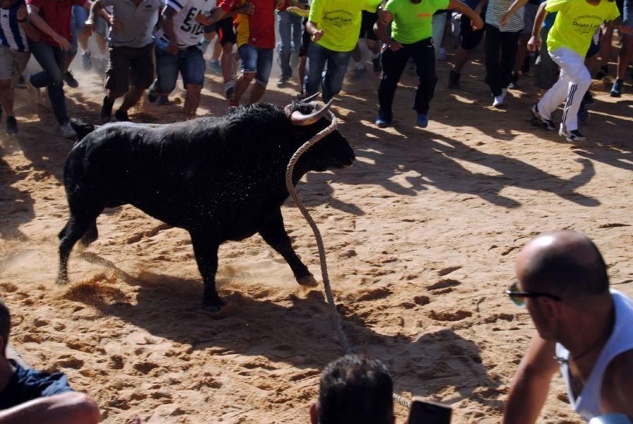 Toro Enmaromado Benavente: "Tapador" se rinde al c