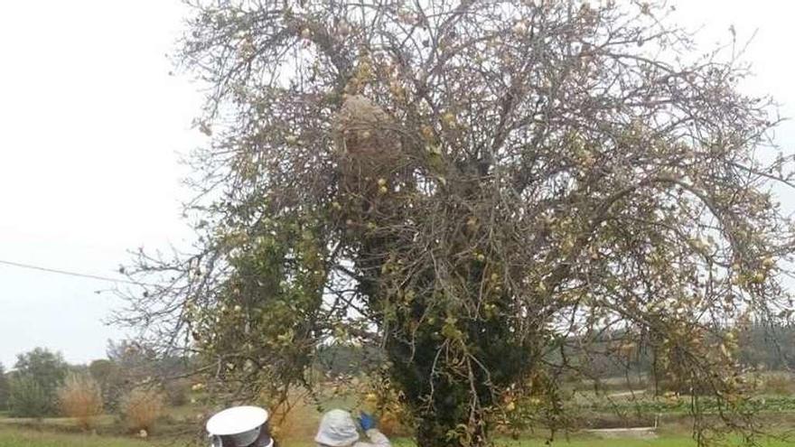 Los GES retiran el nido de velutina en San Pedro de Losón