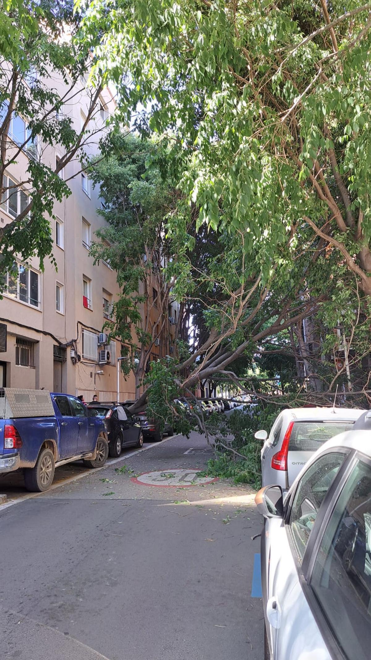 Arbre caigut al carrer Carrasco i Formiguera de Manresa