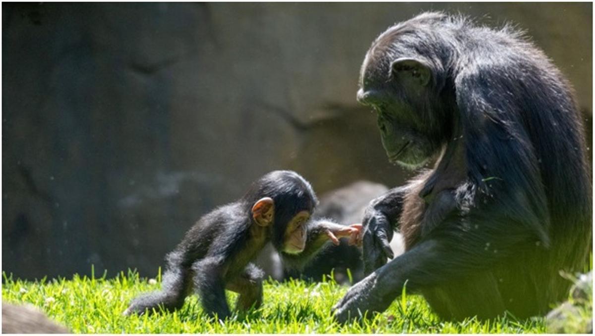 'Cala' es la última cría de la familia de los chimpancés de Bioparc Valencia.