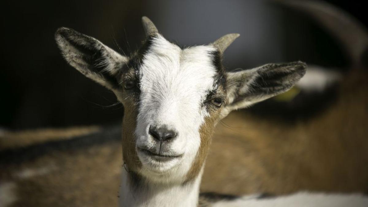 Retrato de una de las cabras del rebaño de Daniel.