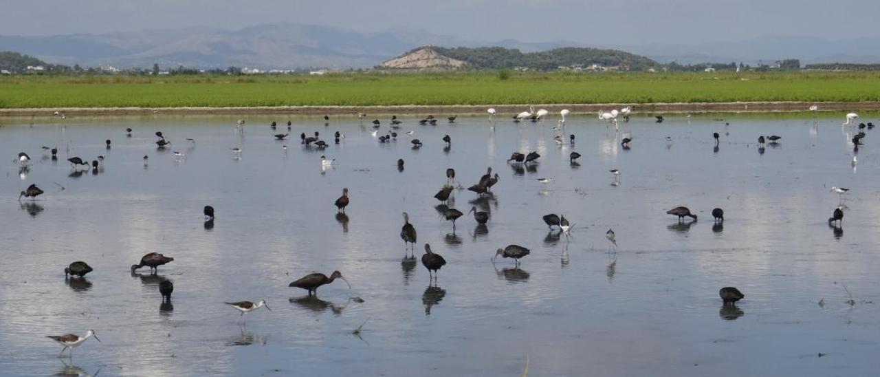 De arrozal fallido a hábitat de las aves