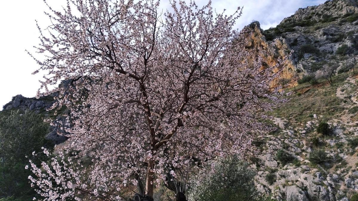 Un almendró en flor en el Pla de Petracos de Castell de Castells