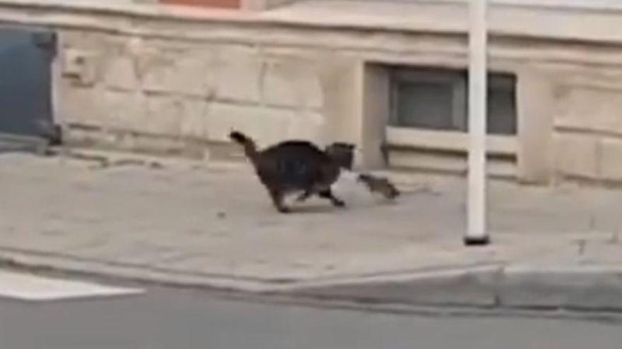 Super Ratón ha vuelto: una rata ataca y persigue al gato que quería cazarla