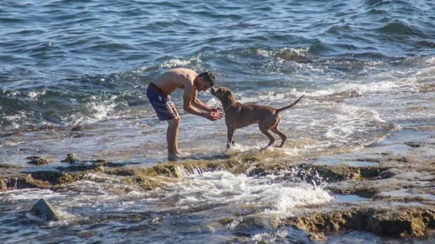 Imagen de la playa canina de Cala del Moro-Mal Paso, que se ha hecho muy popular entre los bañistas acompañados con sus mascotas.