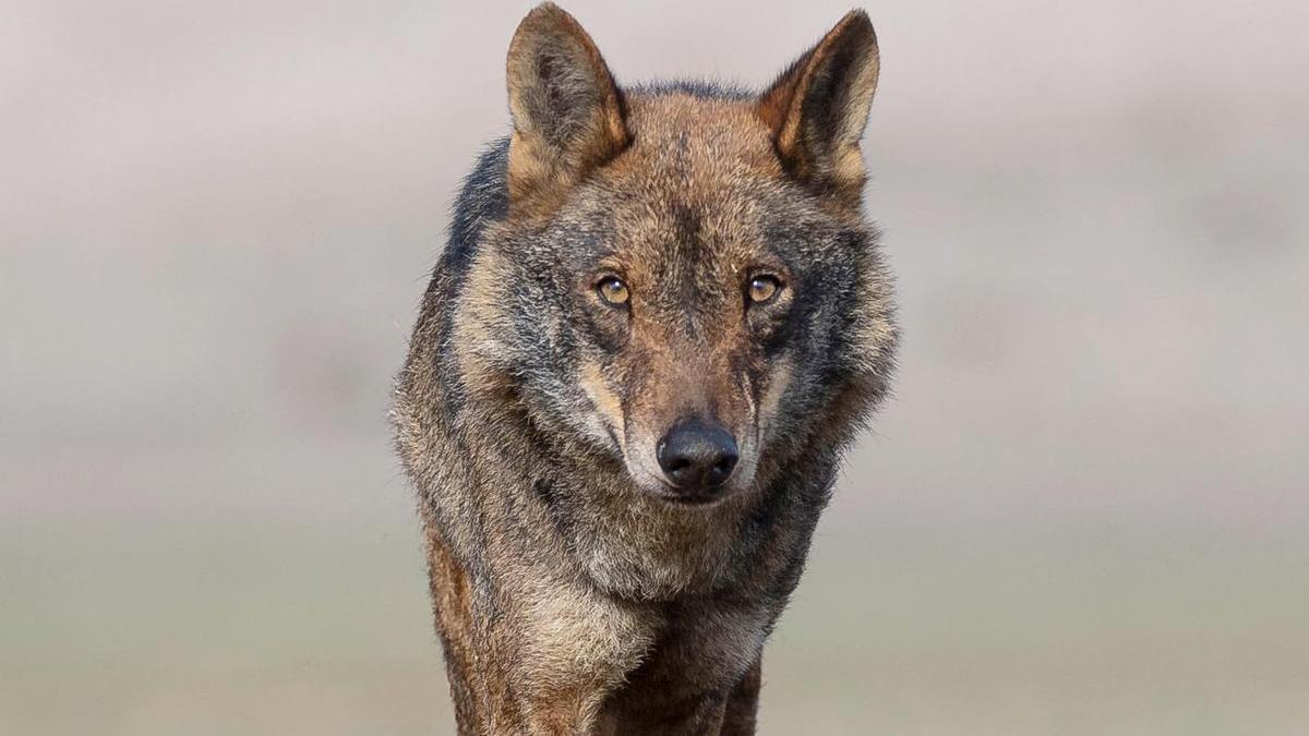 Un lobo ibérico.