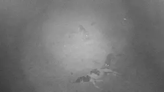 Así fue el ataque de tres lobos a un ternero a pocos metros de las viviendas en esta localidad de Salas