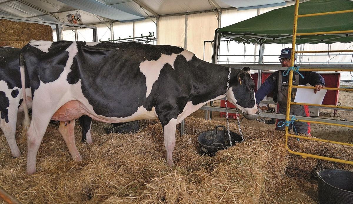 Un ganadero cordobés, durante la gestión de una explotación de vacuno de leche.