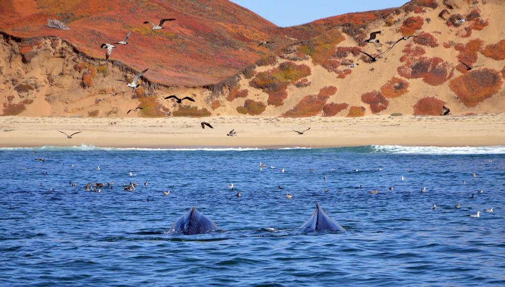 Ballenas y gaviotas comiendo frente a las costas de Monterrey