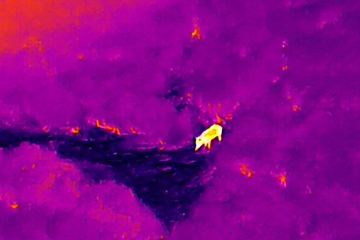 Imatge d'un senglar captat per un dron de nit.