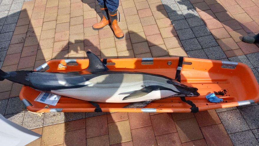 Hallan un delfín muerto en la playa de El Lastre de La Unión