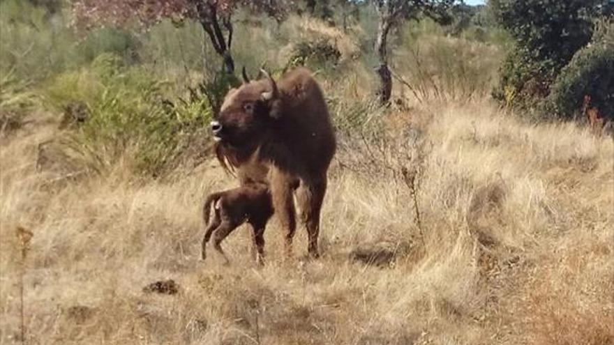 Nace el segundo bisonte en Extremadura desde la Prehistoria