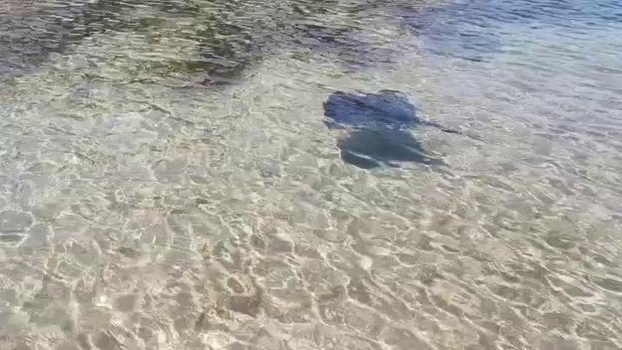Un pez raya sorprende a los bañistas de Percheles