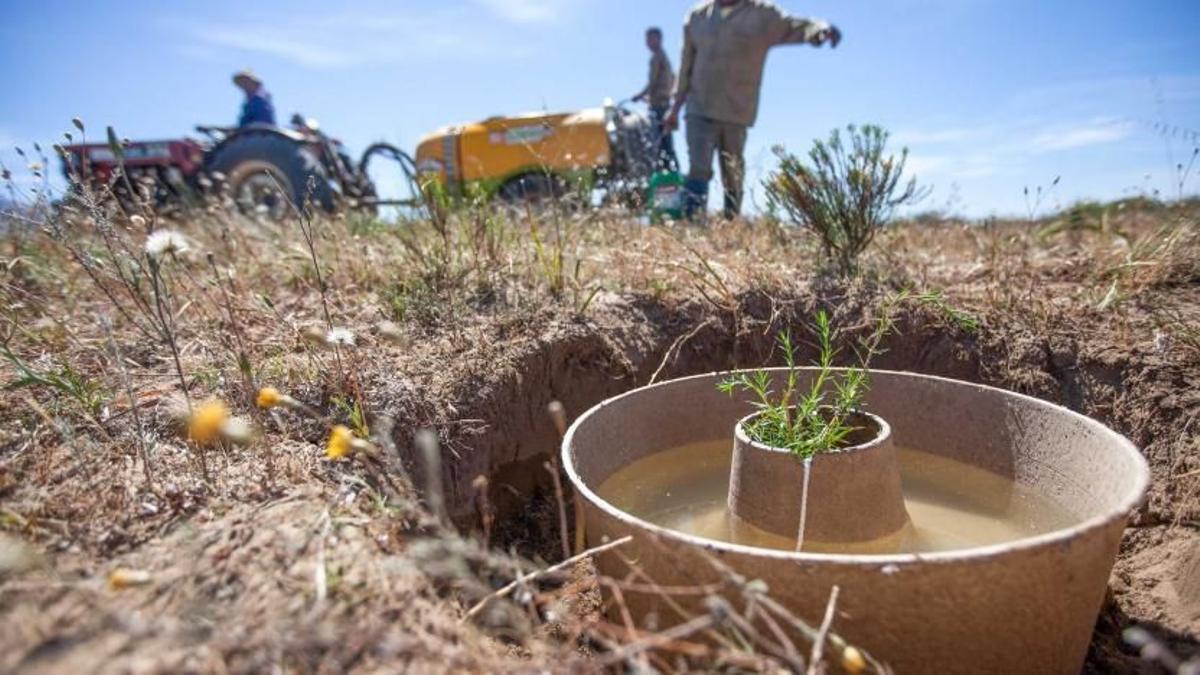 Donut para la reforestación