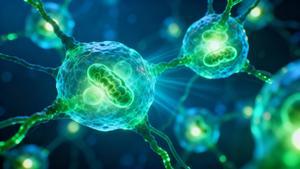 Visualización conceptual del proceso de inmortalización celular bovina: células activando telomerasa y PGC1α, extendiendo sus telómeros y regenerando mitocondrias para lograr división indefinida sin modificación genética.