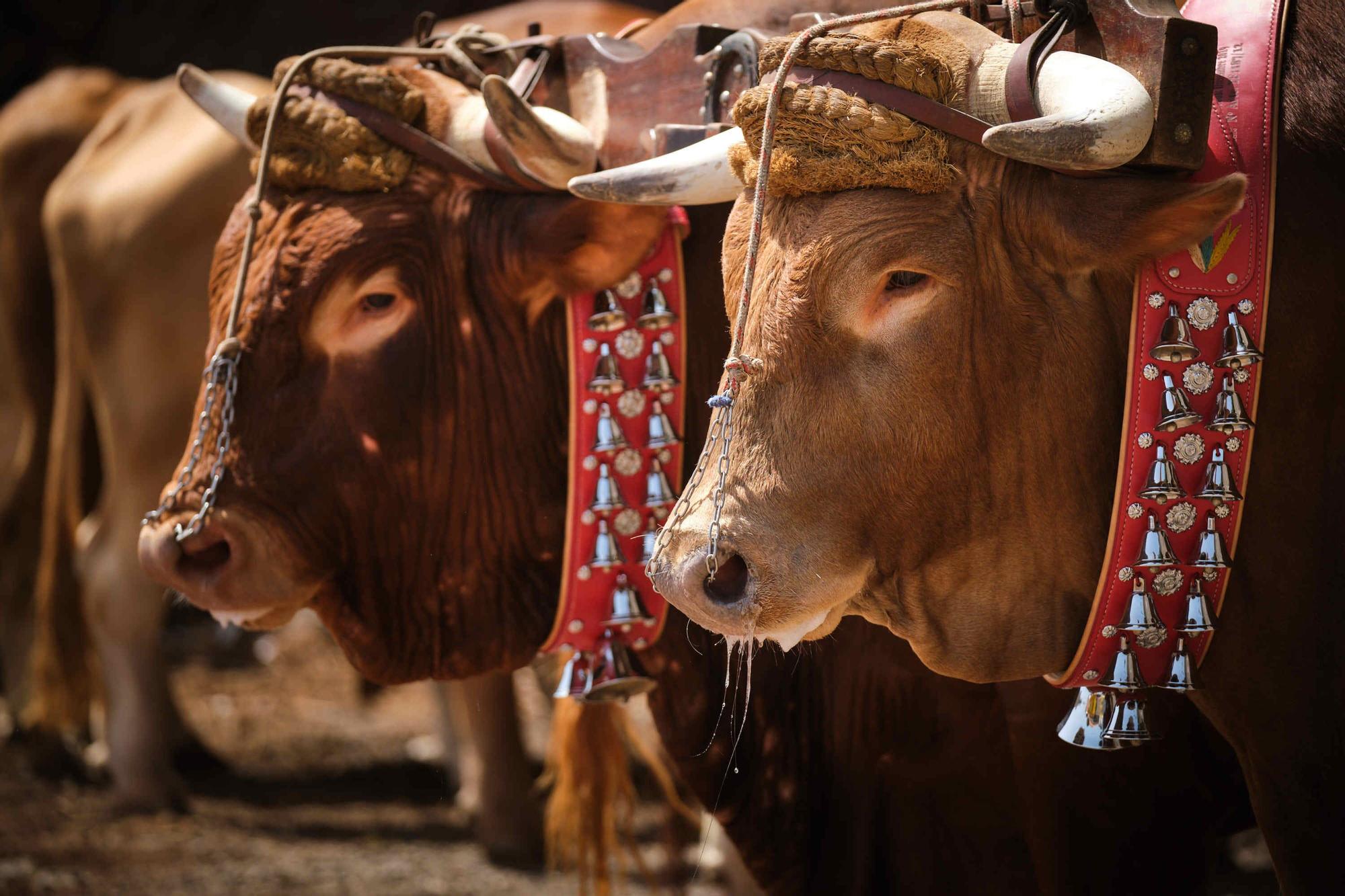 Feria de ganado en el Rosario
