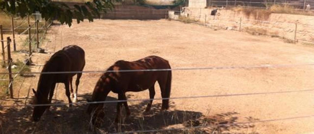 Nàquera acogerá un centro hípico de 100.000 m2 con boxes para 60 caballos