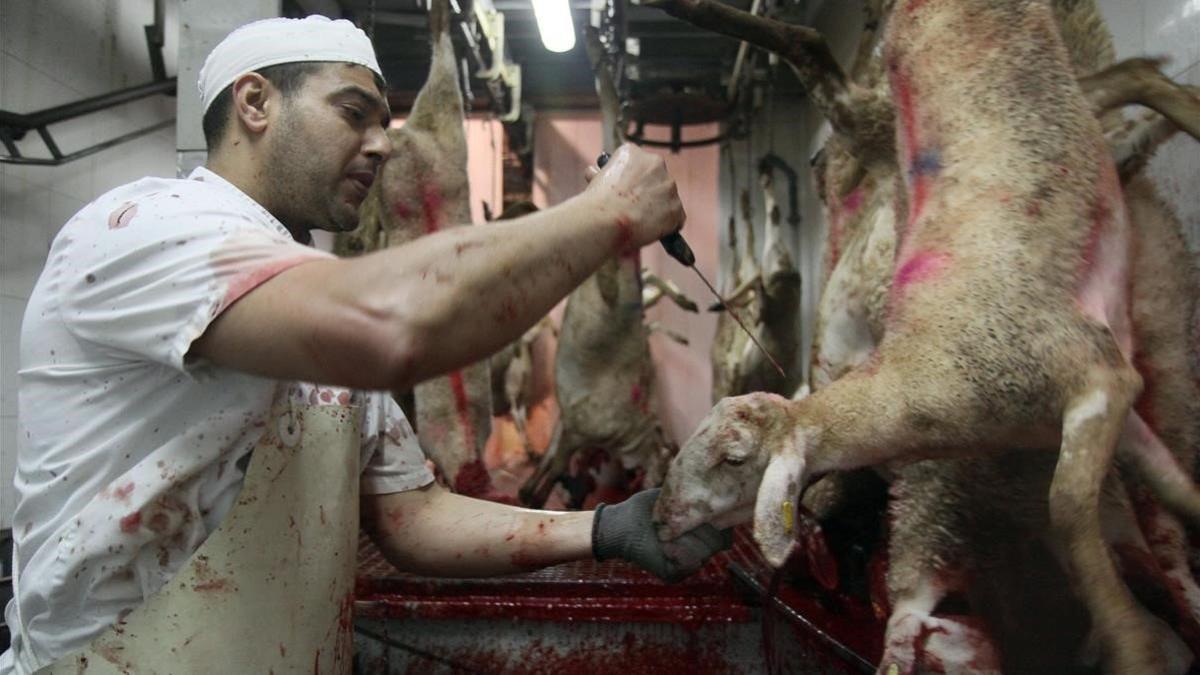Un operario realiza el sacrificio de un cordero según el rito 'halal' en un matadero de Girona.