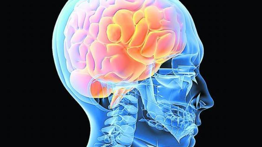 Ilustración de un cerebro humano. / la opinión