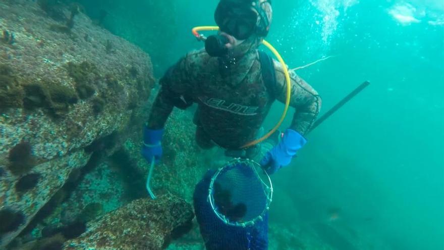 Así se capturan erizos de mar en las Rías Baixas