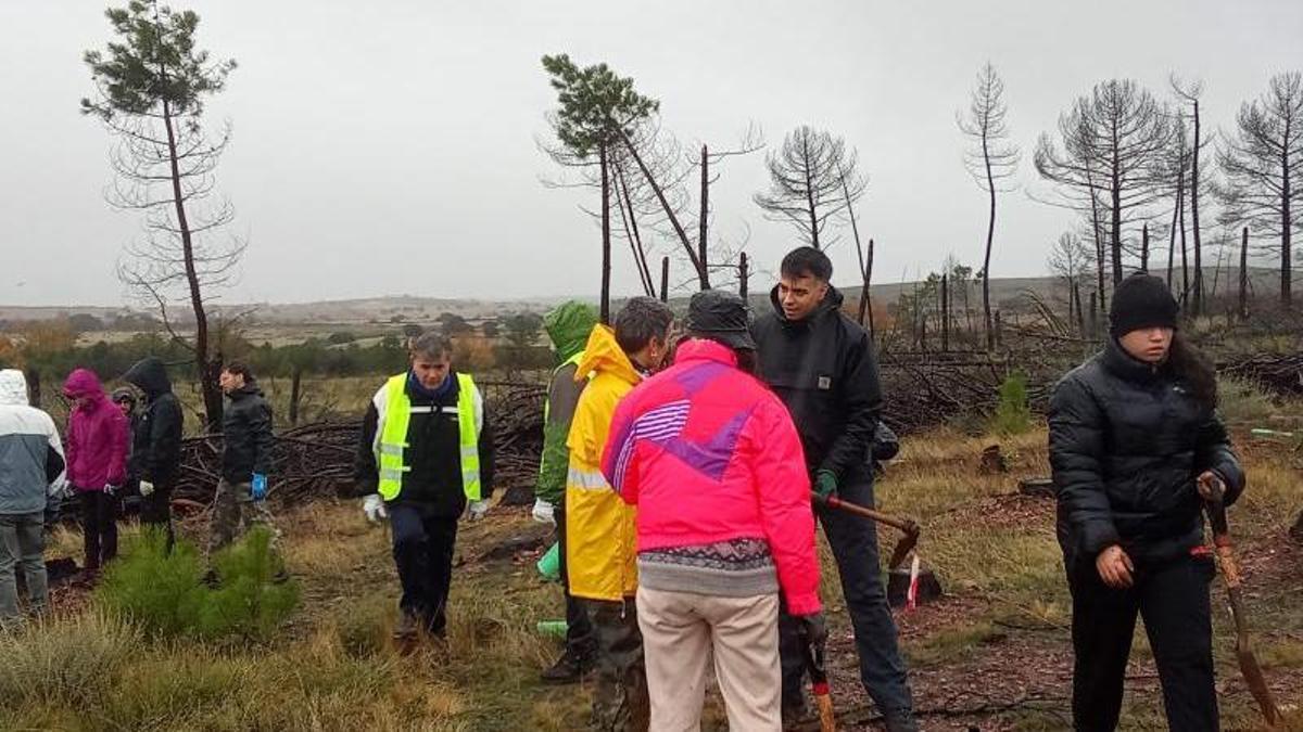 Vecinos de Tábara participan en una jornada de plantación de árboles.