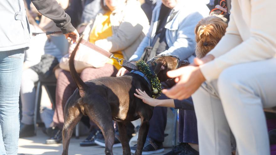 Bioparc acoge el desfile de perros que buscan una familia de adopción