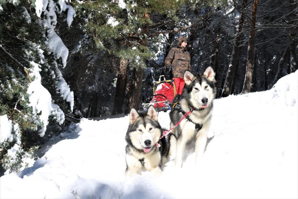 Manuel Calvo se prepara para participar en  el Campeonato de España de carreras de trineo con perros