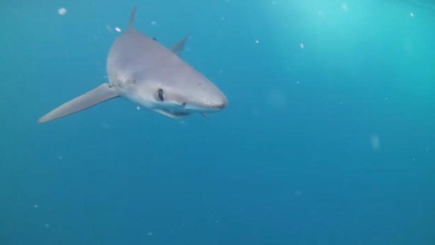 Cara a cara con un tiburón en el Cabo Peñas