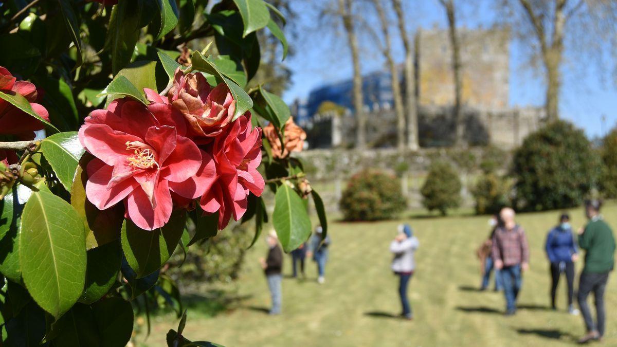 Camelias en floración en el Castelo de Soutomaior.