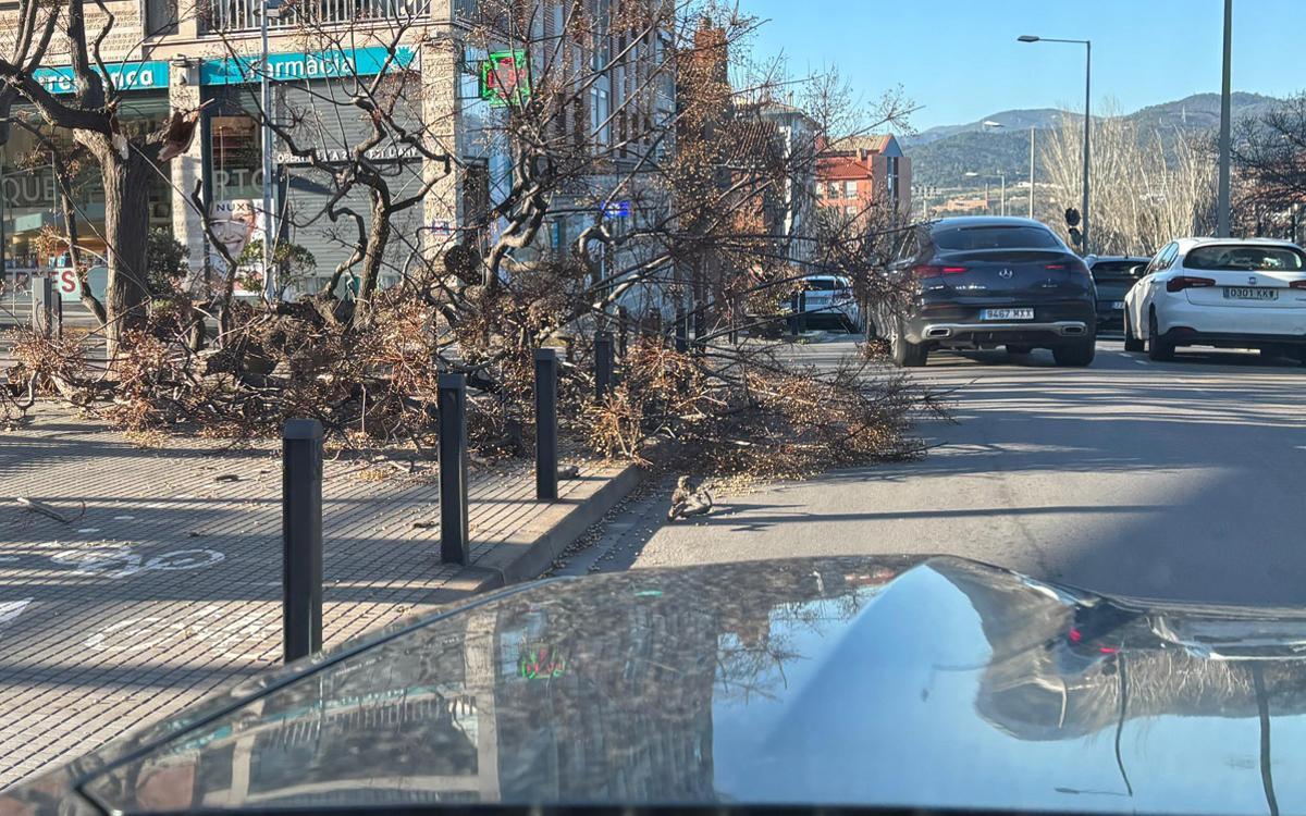 Arboles caídos en una calle de Sant Joan Despí