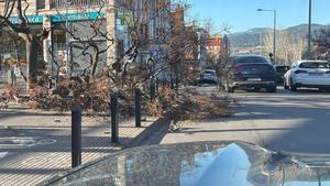 Arboles caídos en una calle de Sant Joan Despí