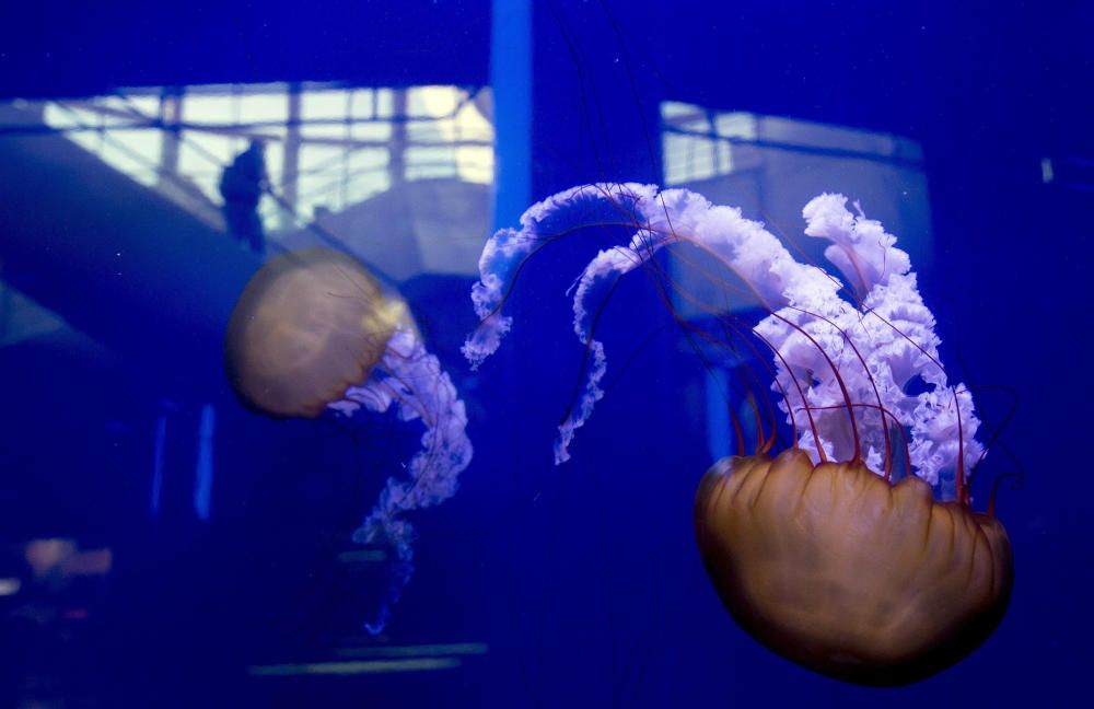 Inauguración de la muestra sobre medusas en el Oceanogràfic de València.