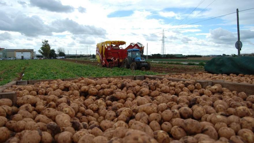 Una máquina trabajando ayer en un campo de patatas ante varios cajones repletos.