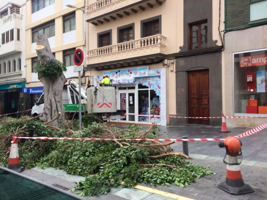 Tala de un árbol en San Bernardo