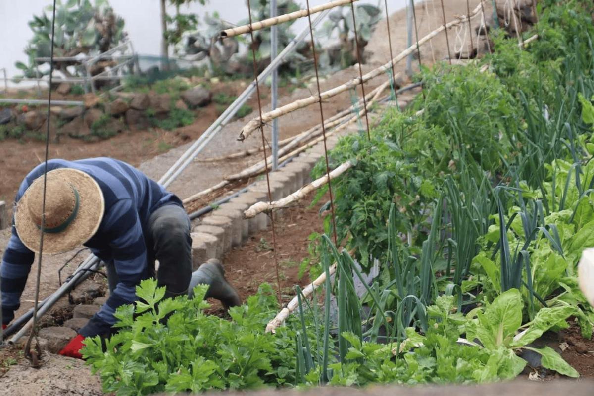 Un agricultor trabajando la huerta.