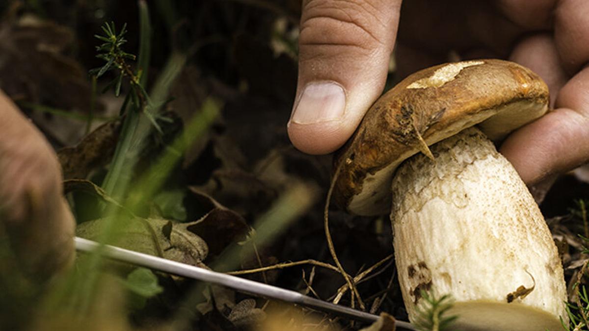 Fotografia d’un bolet en un bosc de pi negre