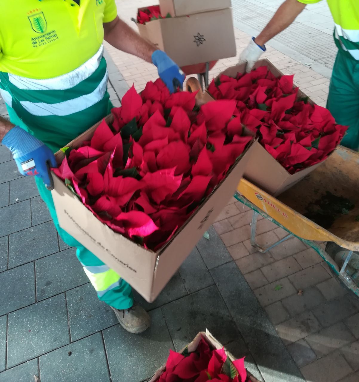 El Ayuntamiento repone las 500 pascuas robadas de jardineras y maceteros de la ciudad