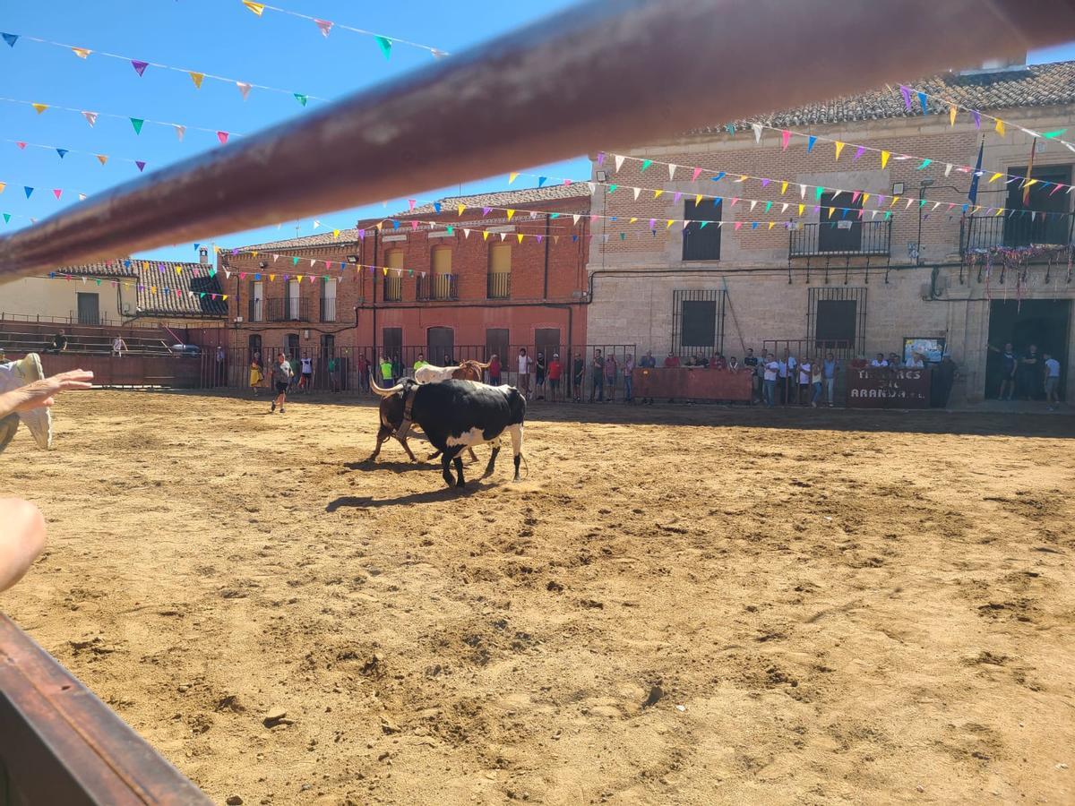 GALERÍA | Morales de Toro vive su primer encierro de las fiestas de San Roque 2024 GALERÍA | Morales de Toro vive su primer encierro de las fiestas de San Roque 2024
