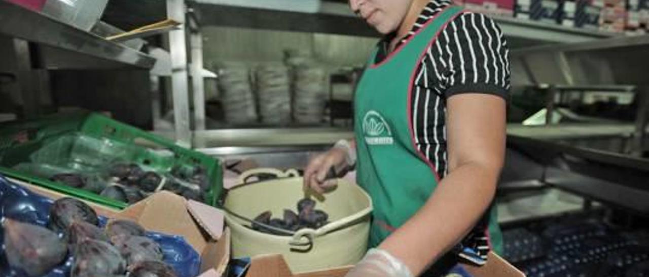 Una trabajadora de Albafruits realiza trabajos de selección y envasado.