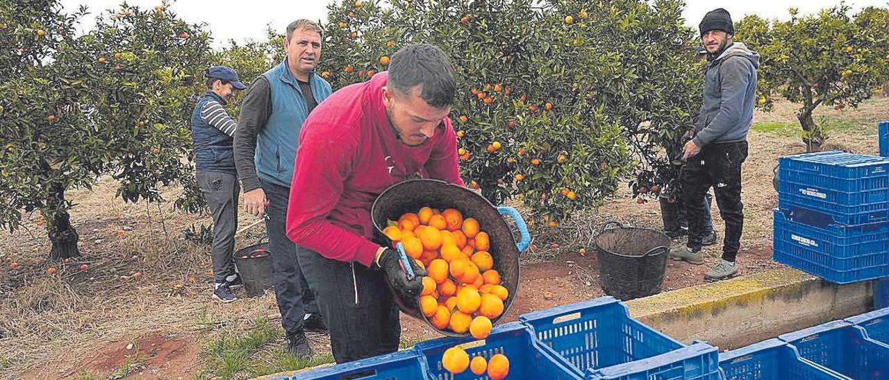 Una cuadrilla de ‘collidors’ trabajando ayer en una finca del término de Almassora pese a la huelga