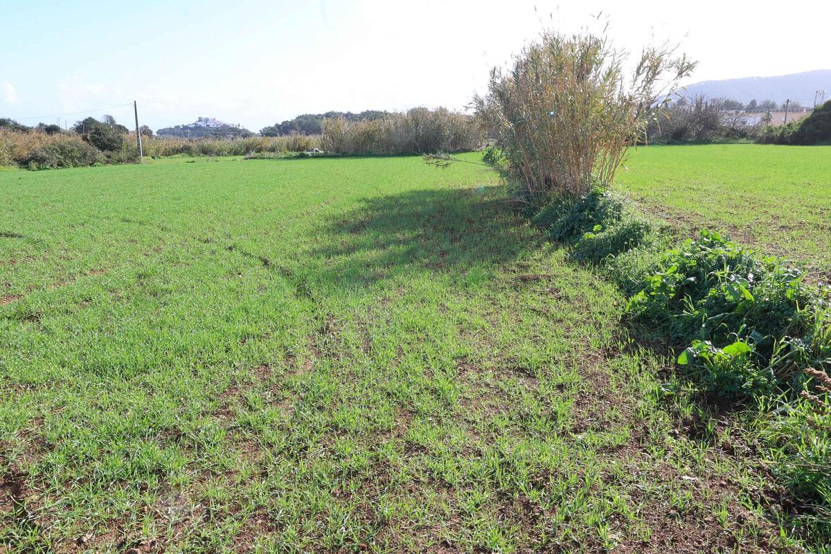 Los agricultores de Ibiza vuelven a sembrar cereal y forraje Los agricultores de Ibiza vuelven a sembrar cereal y forraje