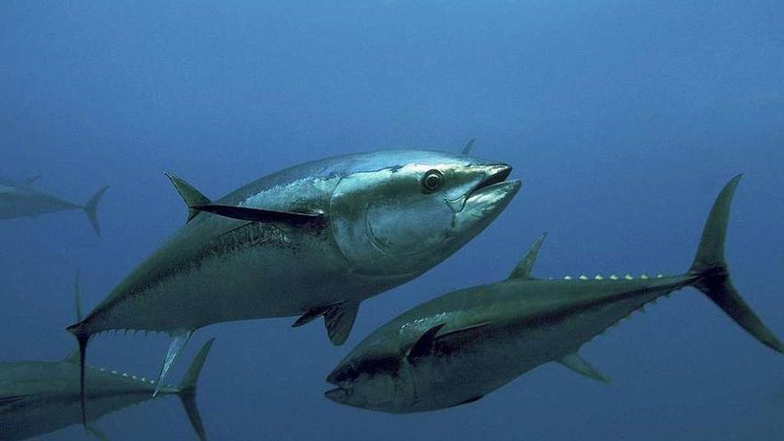 El atún rojo es una de las especies más demandadas en el Mediterráneo y Atlántico.  // Efe