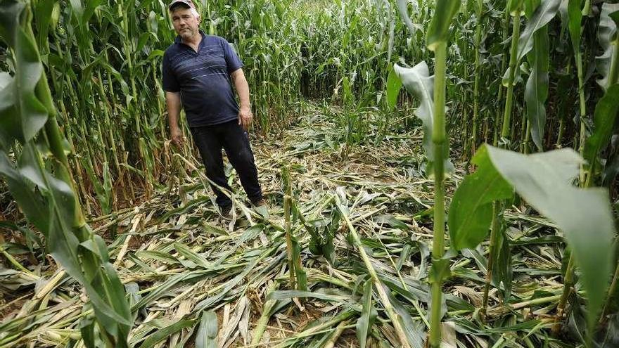 Destrozos del jabalí en una plantación de maíz en Vila de Cruces el pasado agosto. // Bernabé/Javier Lalín