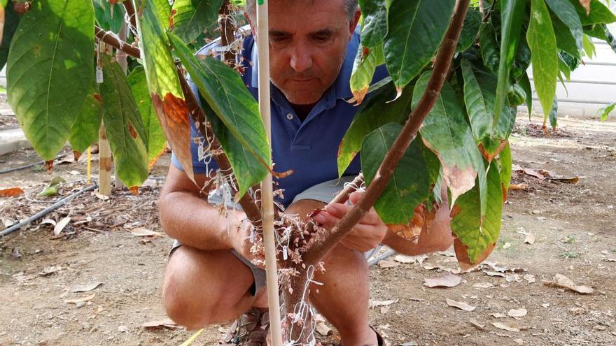 El investigador Iñaki Hormaza junto a una de las plantas de cacao que estudia en el IHSM La Mayora CSIC-UMA