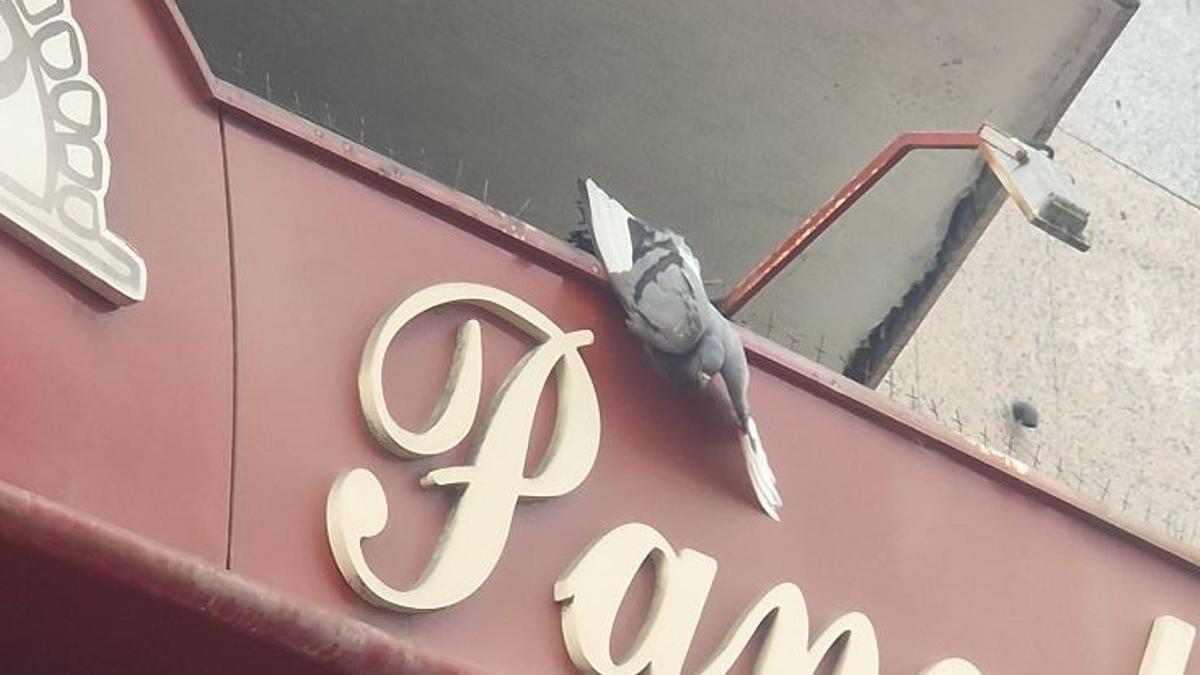 La paloma, atrapada en un pincho de una cubierta en Vigo.