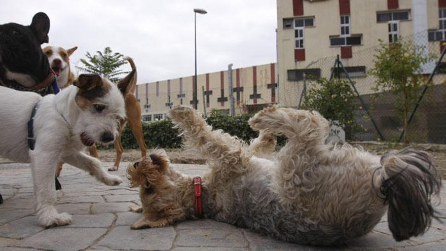 Málaga obliga a los propietarios de perros a tenerlos registrados en el banco de ADN que se ha creado al respecto.