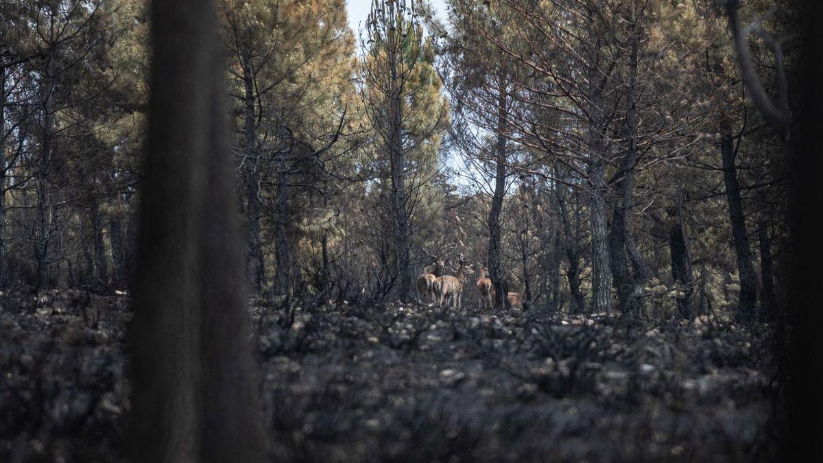 Una manada de ciervos supervivientes en una zona calcinada por el fuego.